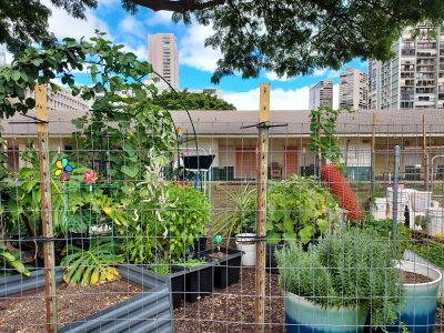 Catherine Toth Fox: The Demand For Community Gardens Is Intense