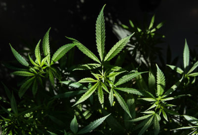 Civil Beat/HNN Poll: Voters Split Over Recreational Marijuana