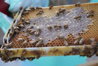 PODCAST: Hawaii’s Complicated Relationship With European Honey Bees