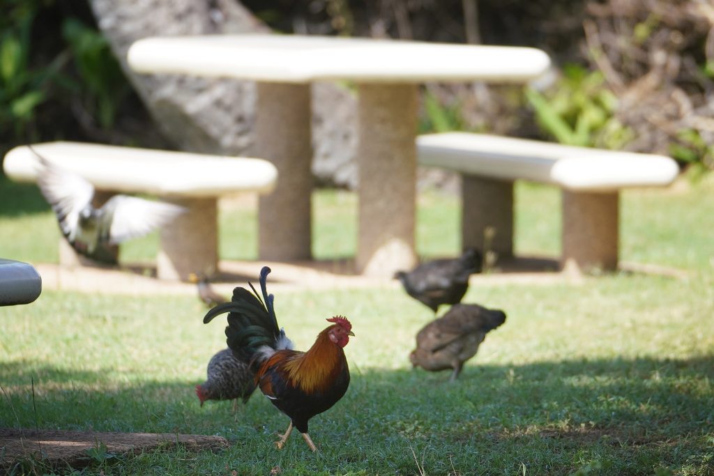 Chickens hang out in the shade near near Kakaako Waterfront Park.