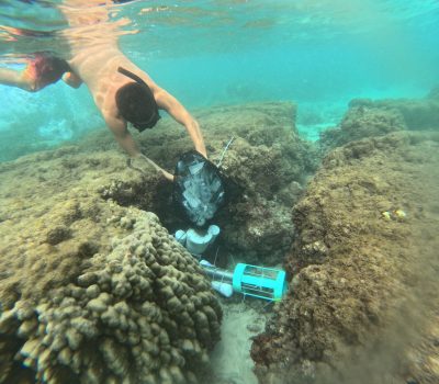 Scientists Say Lahaina’s Offshore Water Quality Is Pretty Good — So Far — Despite The Fire
