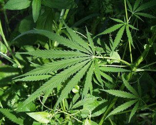 Civil Beat Poll: Strong Support for Medical Marijuana Dispensaries