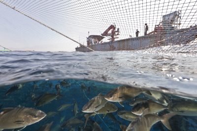 Want To Boost Hawaii Aquaculture? Remove The Barriers